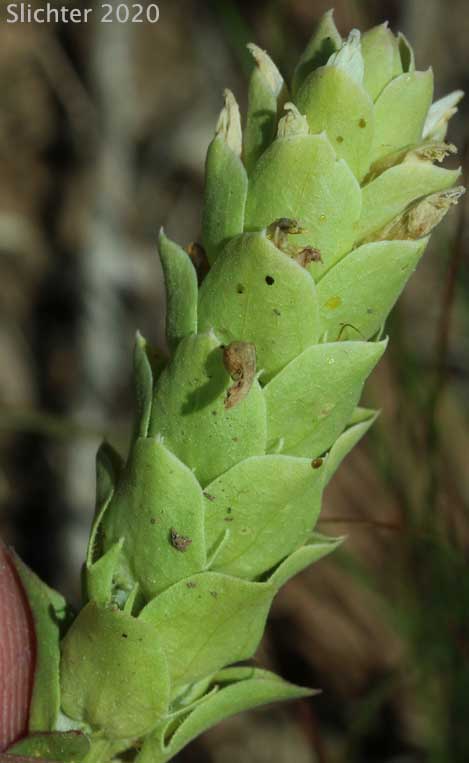 Mountain Owl-clover, Mountain Owl's-clover: Orthocarpus imbricatus
