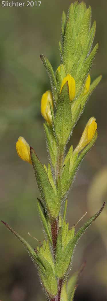 Yellow Owl-clover, Yellow Owl's-clover, Golden-tongue Owl-clover: Orthocarpus luteus