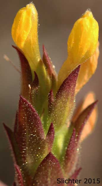 Inflorescence of Yellow Owl-clover, Yellow Owl's-clover, Golden-tongue Owl-clover: Orthocarpus luteus