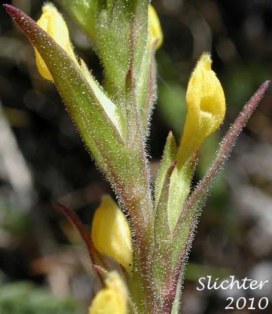 A portion of the inflorescence of Yellow Owl-clover, Yellow Owl's-clover, Golden-tongue Owl-clover: Orthocarpus luteus