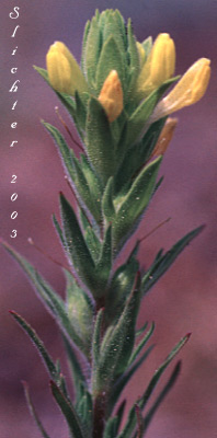 Yellow Owl-clover, Yellow Owl's-clover, Golden-tongue Owl-clover: Orthocarpus luteus