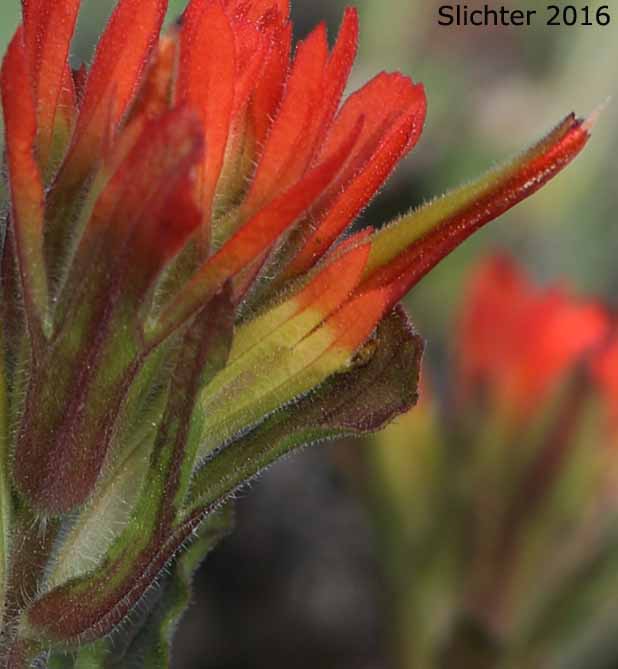 Calyx and galea of Applegate's Paintbrush, Wavy-leaved Paintbrush: Castilleja applegatei var. applegatei (Synonym: Castilleja applegatei ssp. applegatei)