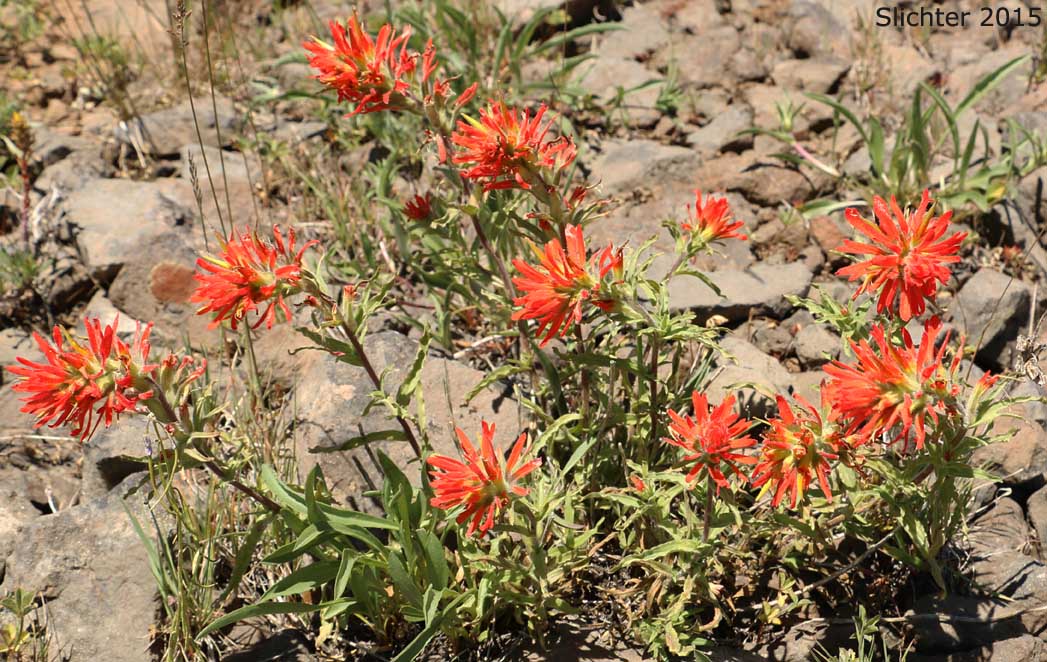 Wavy-leaved Paintbrush: Castilleja applegatei var. applegatei (Synonym: Castilleja applegatei ssp. applegatei)