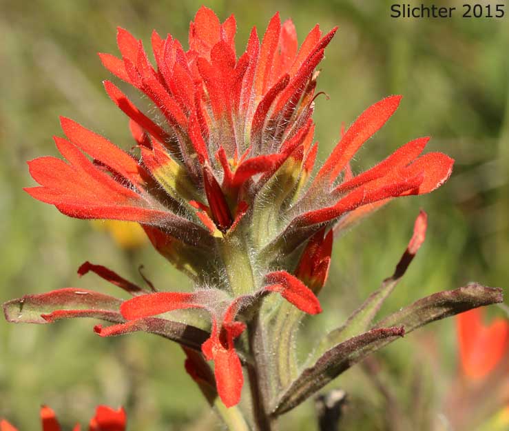 Wavy-leaved Paintbrush: Castilleja applegatei var. applegatei (Synonym: Castilleja applegatei ssp. applegatei)
