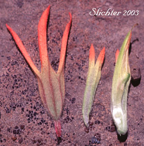  Floral parts of Applegate's Paintbrush, Wavy-leaf Paintbrush: Castilleja applegatei var. pinetorum (Synonyms: Castilleja applegatei var. fragilis, Castilleja applegatei ssp. pinetorum, Castilleja pinetorum, Castilleja wherryana)