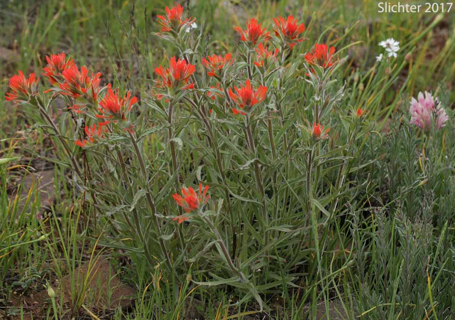 Applegate's Paintbrush, Wavy-leaf Paintbrush: Castilleja applegatei var. pinetorum (Synonyms: Castilleja applegatei var. fragilis, Castilleja applegatei ssp. pinetorum, Castilleja pinetorum, Castilleja wherryana)