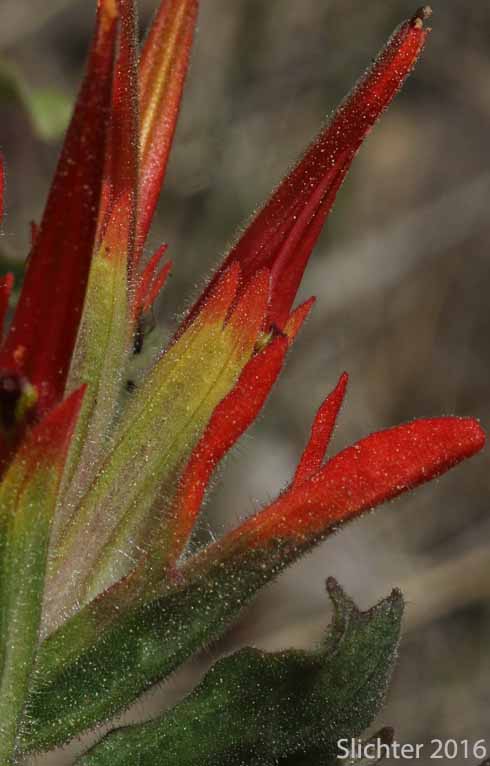 Applegate's Paintbrush, Wavy-leaf Paintbrush: Castilleja applegatei var. pinetorum (Synonyms: Castilleja applegatei var. fragilis, Castilleja applegatei ssp. pinetorum, Castilleja pinetorum, Castilleja wherryana)