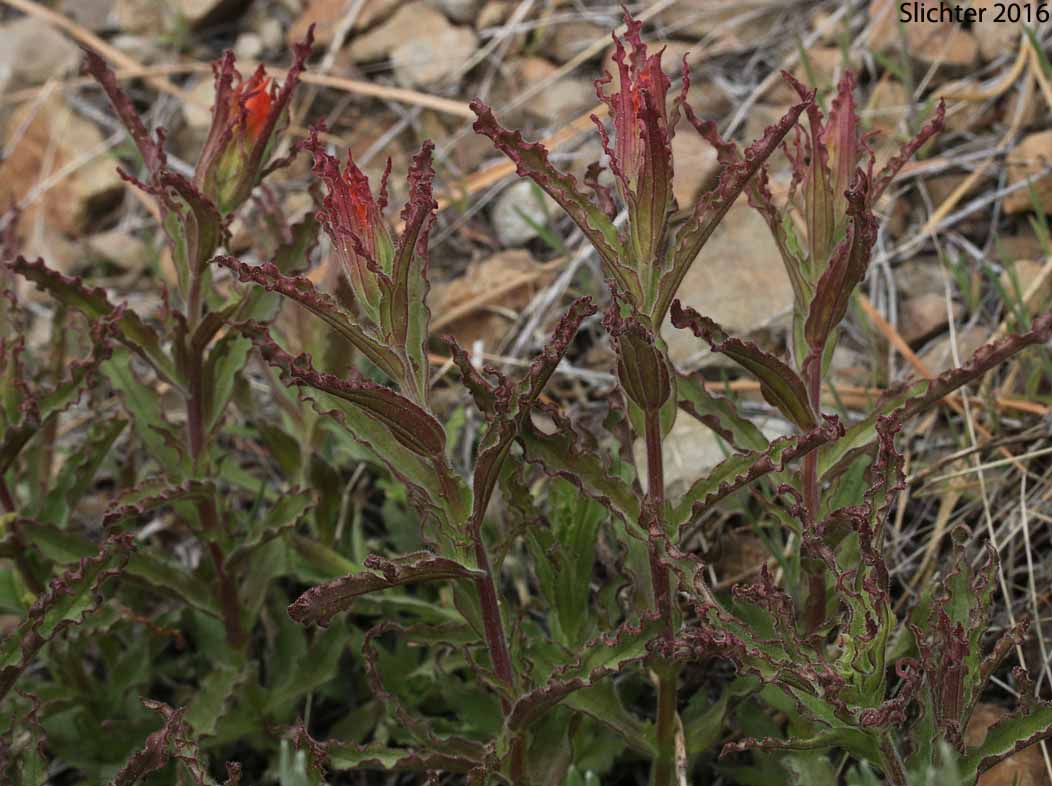 Applegate's Paintbrush, Wavy-leaf Paintbrush: Castilleja applegatei var. pinetorum (Synonyms: Castilleja applegatei var. fragilis, Castilleja applegatei ssp. pinetorum, Castilleja pinetorum, Castilleja wherryana)