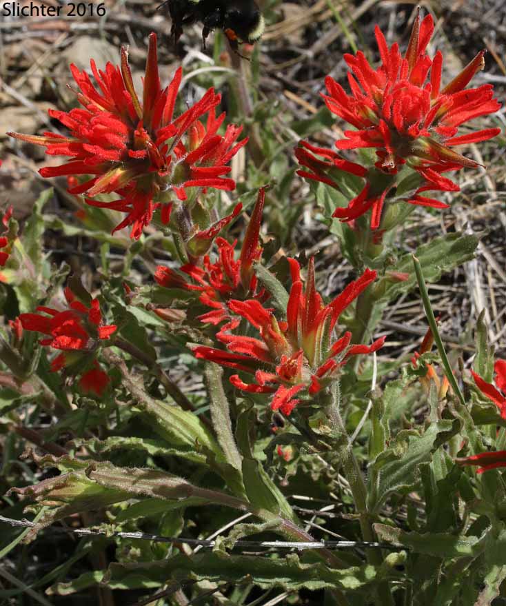 Applegate's Paintbrush, Wavy-leaf Paintbrush: Castilleja applegatei var. pinetorum (Synonyms: Castilleja applegatei var. fragilis, Castilleja applegatei ssp. pinetorum, Castilleja pinetorum, Castilleja wherryana)