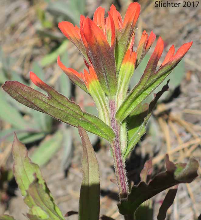Applegate's Paintbrush, Wavy-leaf Paintbrush: Castilleja applegatei var. pinetorum (Synonyms: Castilleja applegatei var. fragilis, Castilleja applegatei ssp. pinetorum, Castilleja pinetorum, Castilleja wherryana)