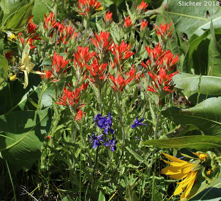 Applegate's Paintbrush, Wavy-leaf Paintbrush: Castilleja applegatei var. pinetorum (Synonyms: Castilleja applegatei var. fragilis, Castilleja applegatei ssp. pinetorum, Castilleja pinetorum, Castilleja wherryana)