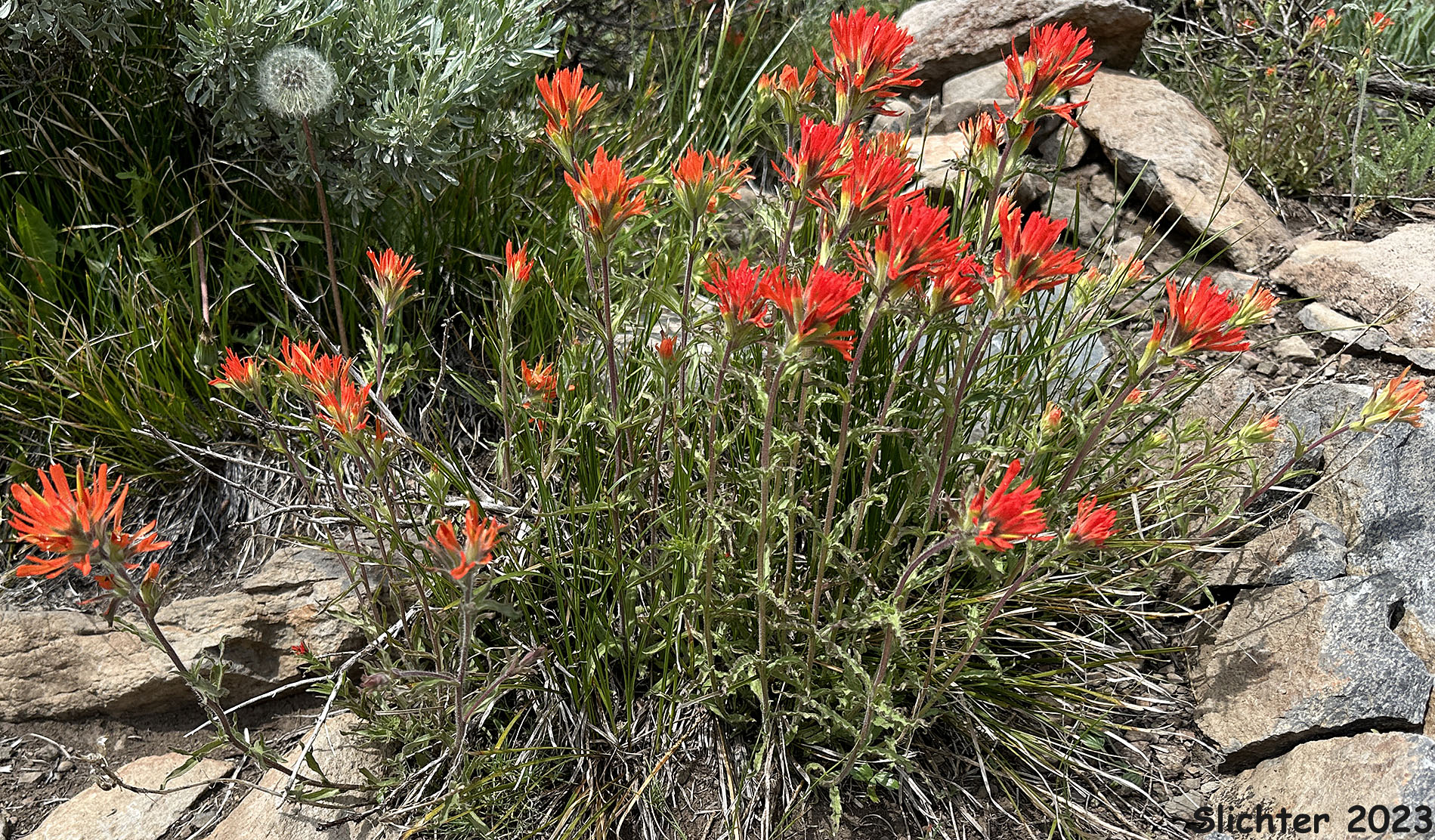 Applegate's Paintbrush, Wavy-leaf Paintbrush: Castilleja applegatei var. pinetorum (Synonyms: Castilleja applegatei var. fragilis, Castilleja applegatei ssp. pinetorum, Castilleja pinetorum, Castilleja wherryana)