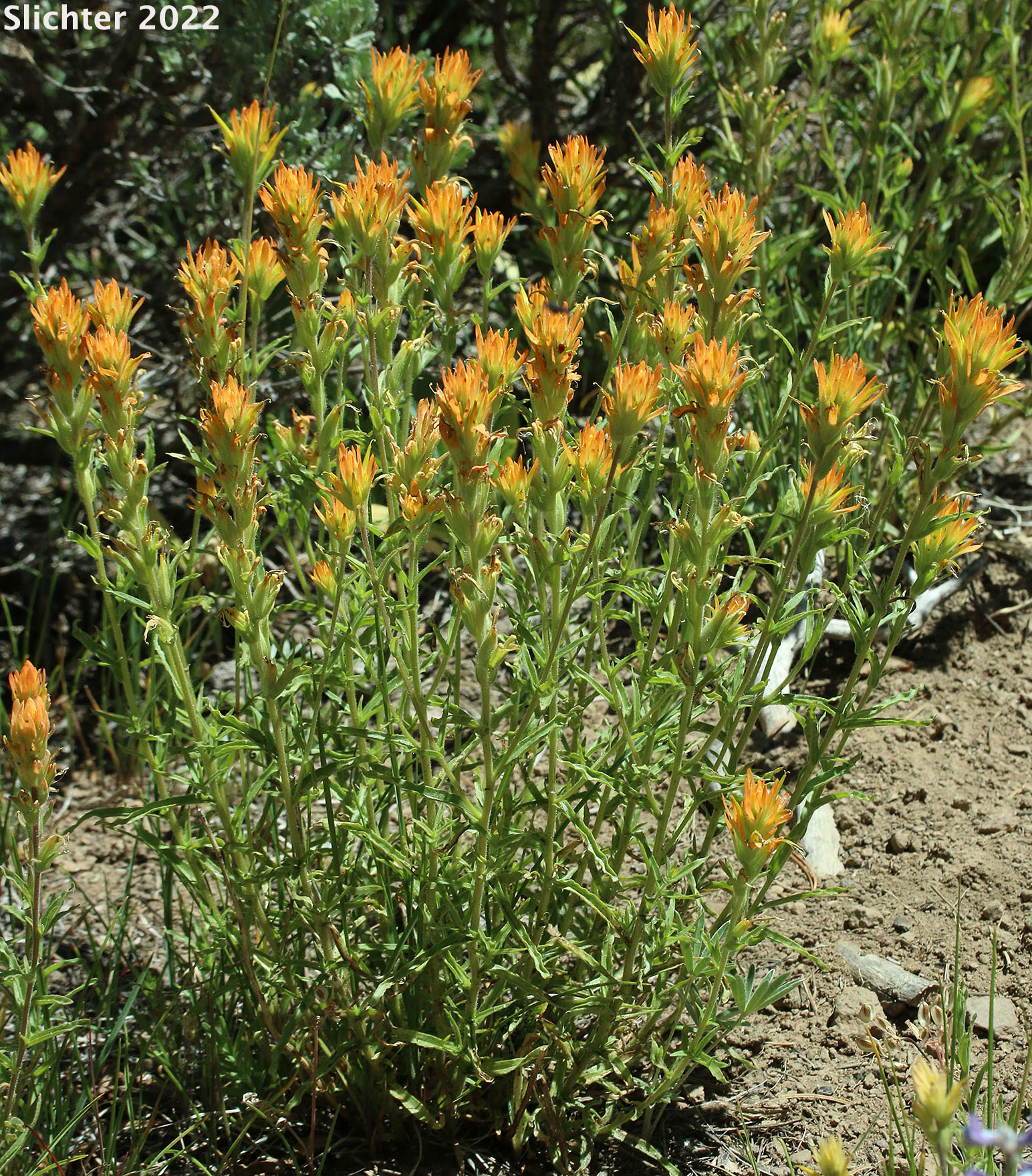 Applegate's Paintbrush, Wavy-leaf Paintbrush: Castilleja applegatei var. pinetorum (Synonyms: Castilleja applegatei var. fragilis, Castilleja applegatei ssp. pinetorum, Castilleja pinetorum, Castilleja wherryana)