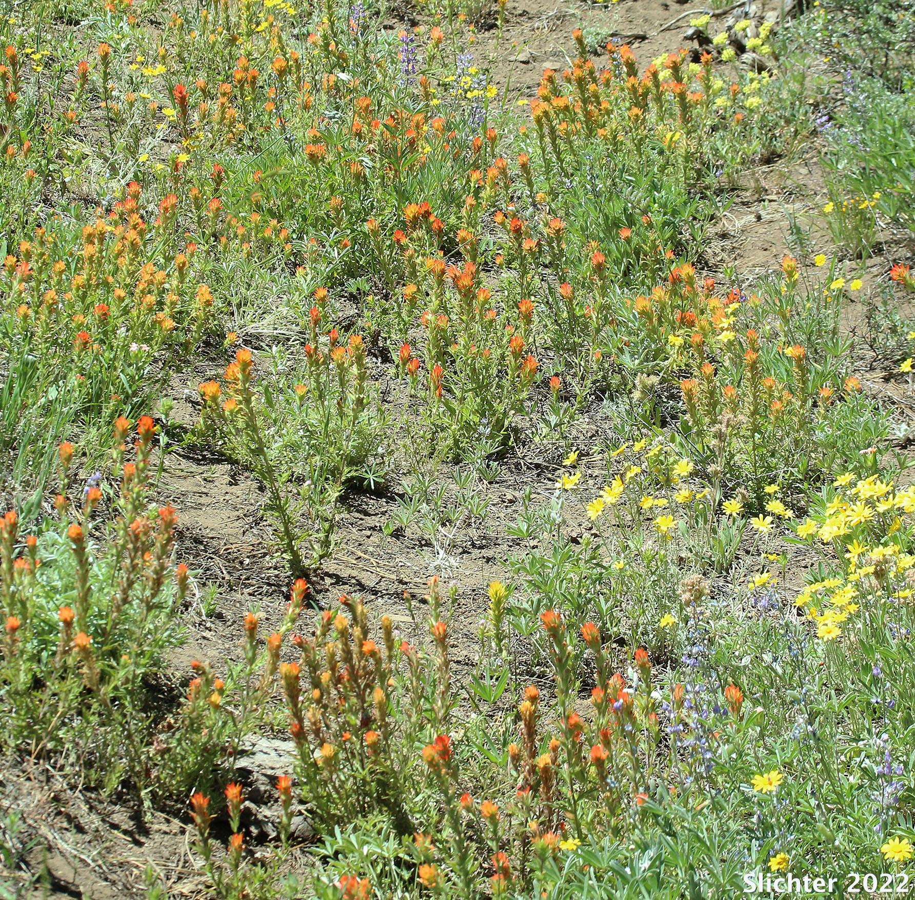 Applegate's Paintbrush, Wavy-leaf Paintbrush: Castilleja applegatei var. pinetorum (Synonyms: Castilleja applegatei var. fragilis, Castilleja applegatei ssp. pinetorum, Castilleja pinetorum, Castilleja wherryana)