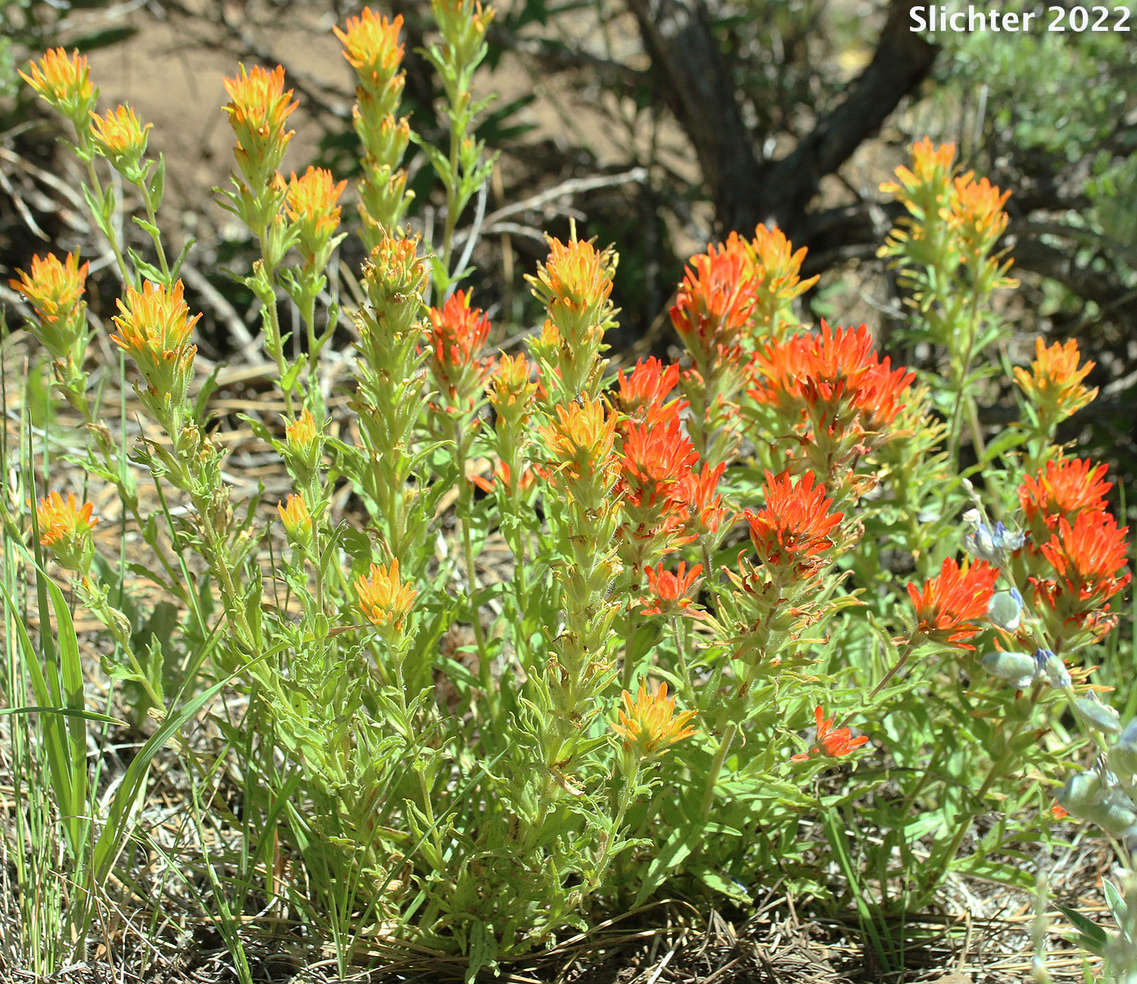 Applegate's Paintbrush, Wavy-leaf Paintbrush: Castilleja applegatei var. pinetorum (Synonyms: Castilleja applegatei var. fragilis, Castilleja applegatei ssp. pinetorum, Castilleja pinetorum, Castilleja wherryana)