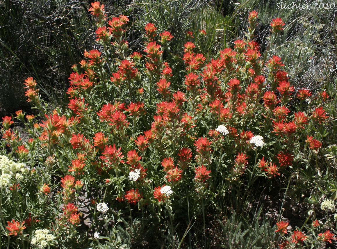 Applegate's Paintbrush, Wavy-leaf Paintbrush: Castilleja applegatei var. pinetorum (Synonyms: Castilleja applegatei var. fragilis, Castilleja applegatei ssp. pinetorum, Castilleja pinetorum, Castilleja wherryana)