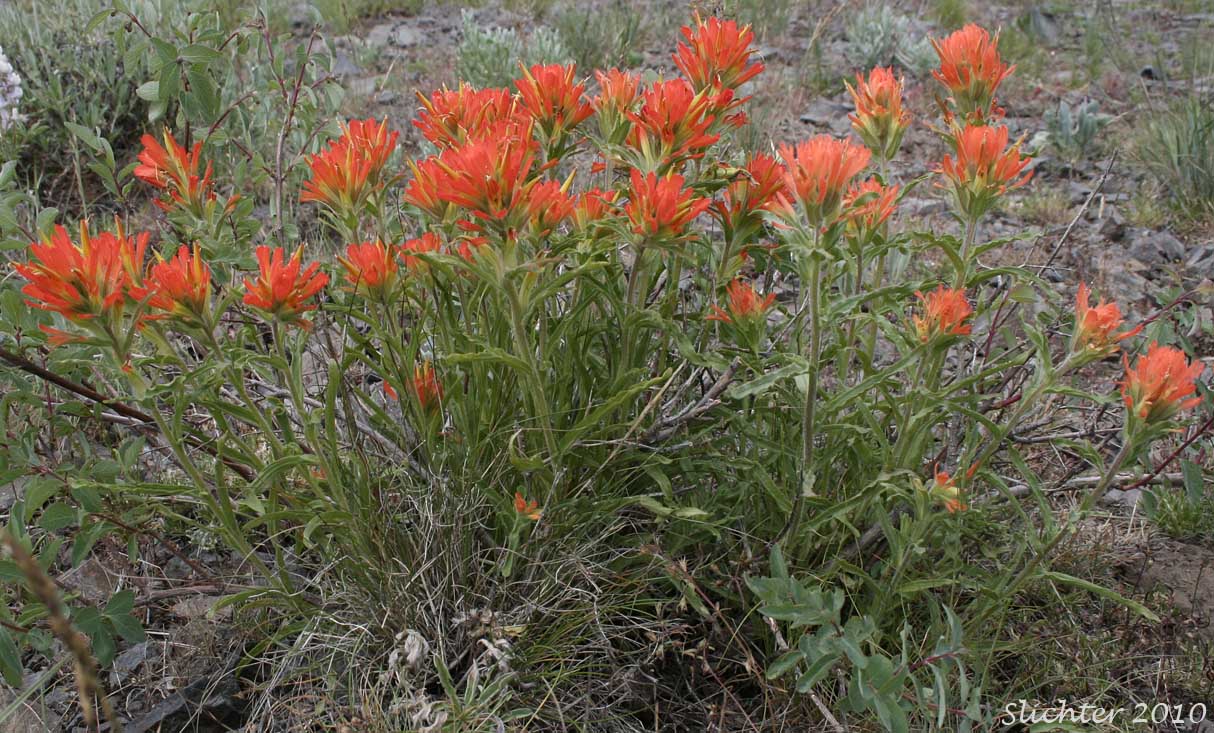 Applegate's Paintbrush, Wavy-leaf Paintbrush: Castilleja applegatei var. pinetorum (Synonyms: Castilleja applegatei var. fragilis, Castilleja applegatei ssp. pinetorum, Castilleja pinetorum, Castilleja wherryana)