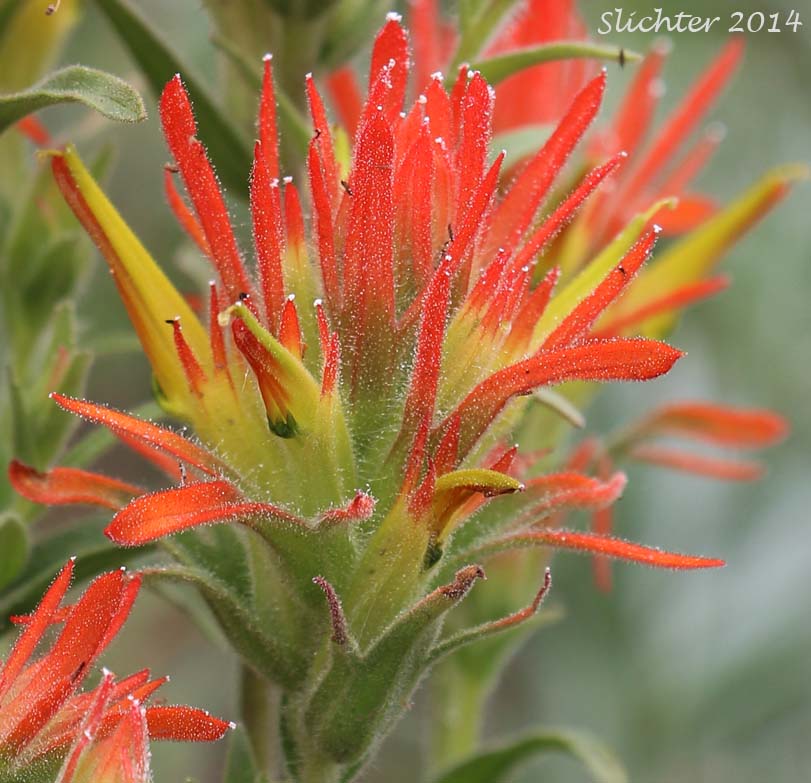 Inflroescence of Applegate's Paintbrush, Wavy-leaf Paintbrush: Castilleja applegatei var. pinetorum (Synonyms: Castilleja applegatei var. fragilis, Castilleja applegatei ssp. pinetorum, Castilleja pinetorum, Castilleja wherryana)