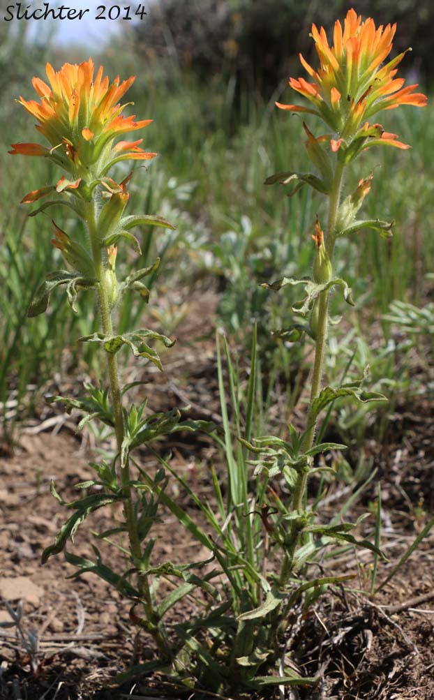 Applegate's Paintbrush, Wavy-leaf Paintbrush: Castilleja applegatei var. pinetorum (Synonyms: Castilleja applegatei var. fragilis, Castilleja applegatei ssp. pinetorum, Castilleja pinetorum, Castilleja wherryana)