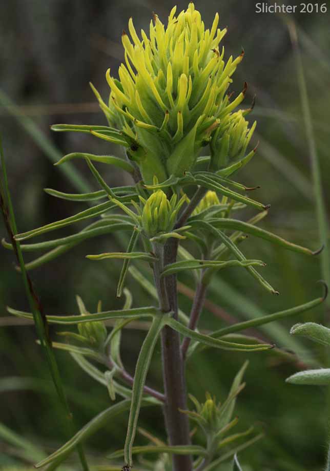 Deer Indian Paintbrush: Castilleja cervina