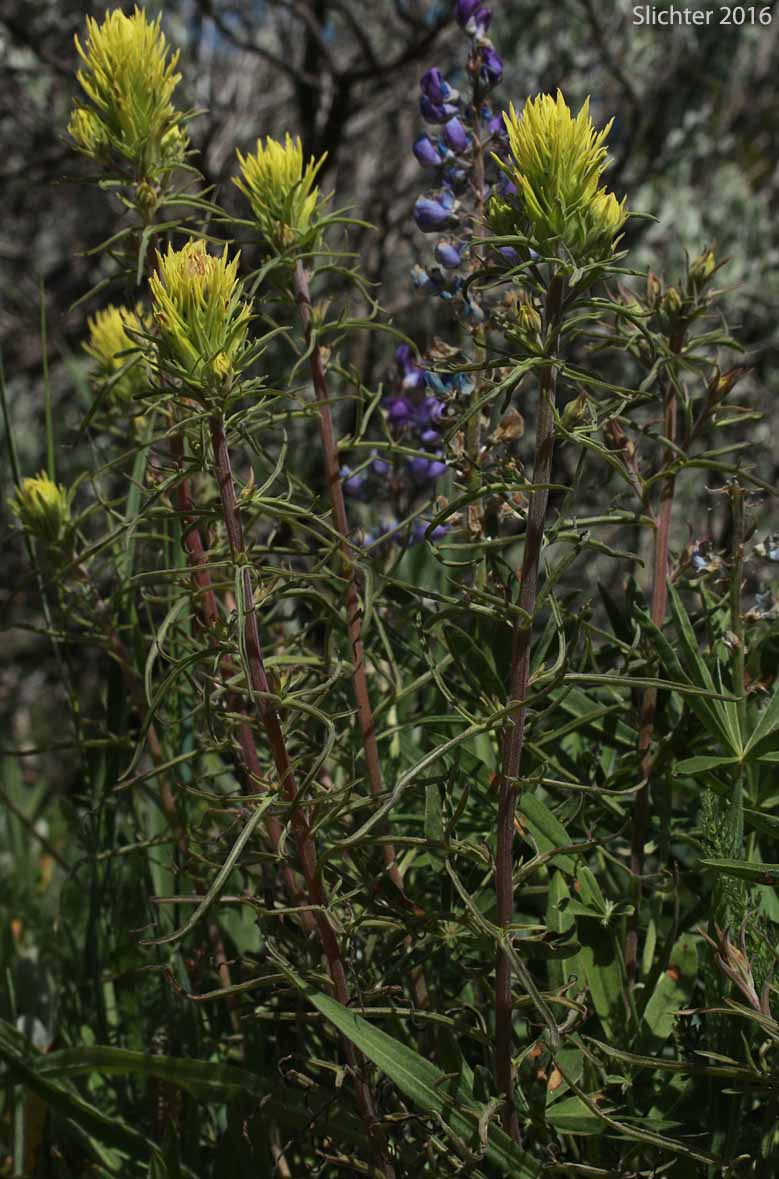 Deer Indian Paintbrush: Castilleja cervina