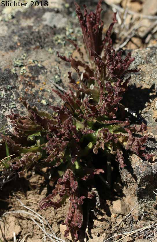 Green-tinged Paintbrush: Castilleja chlorotica