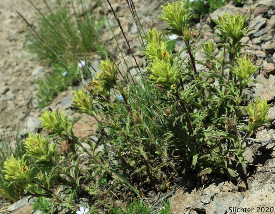 Green-tinged Paintbrush: Castilleja chlorotica