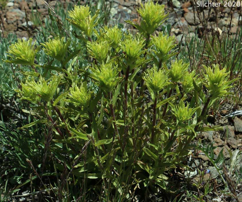 Green-tinged Paintbrush: Castilleja chlorotica