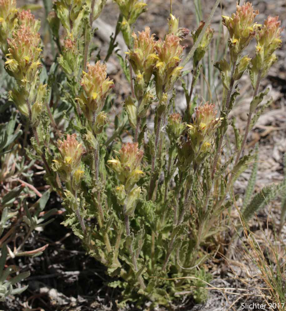 Green-tinged Paintbrush: Castilleja chlorotica