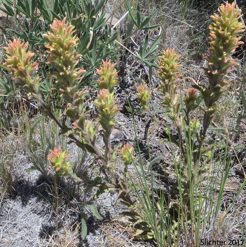 Green-tinged Paintbrush: Castilleja chlorotica
