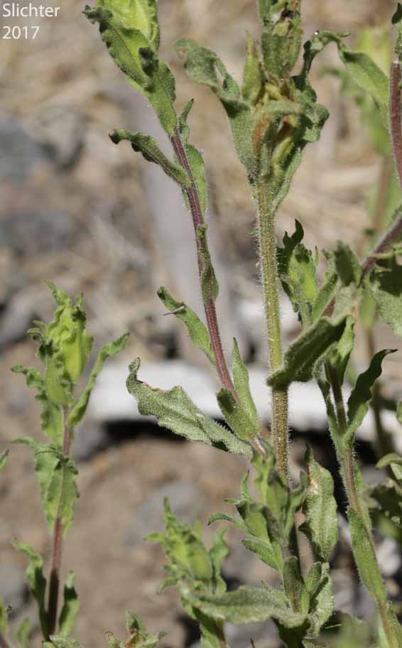 Stem leaves of Green-tinged Paintbrush: Castilleja chlorotica