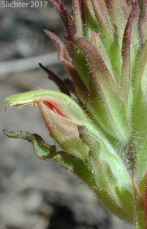 Corolla and calyx of Green-tinged Paintbrush: Castilleja chlorotica