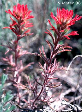 Desert Paintbrush: Castilleja angustifolia (Synonyms: C. chromosa var. dubia , Castilleja ewanii, Castilleja martinii ssp. ewanii, Castilleja martinii var. ewanii, Castilleja pyramidalis)
