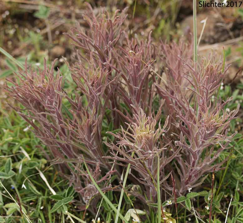 Leaves of Desert Paintbrush, Desert Indian Paintbrush: Castilleja chromosa (Synonym: Synonym: Castilleja angustifolia)