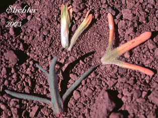 Floral parts and bracts of Desert Paintbrush: Castilleja angustifolia (Synonyms: C. chromosa var. dubia , Castilleja ewanii, Castilleja martinii ssp. ewanii, Castilleja martinii var. ewanii, Castilleja pyramidalis)