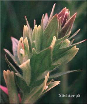 Yellow Paintbrush: Castilleja chrysantha