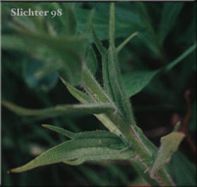Stem leaves of Wallowa Paintbrush, Yellow Paintbrush: Castilleja chrysantha (Synonyms: Castilleja indecora, Castilleja ownbeyana, Castilleja wallowensis)