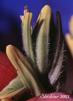 Cusick's Paintbrush, Cusick's Indian Paintbrush: Castilleja cusickii (Synonyms: Castilleja camporum, Castilleja lutea, Castilleja pallida var. camporum, Castilleja pannosa)