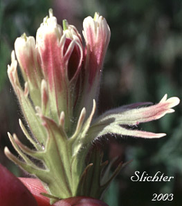 Inflorescence of Cusick's Paintbrush, Cusick's Indian Paintbrush: Castilleja cusickii (Synonyms: Castilleja camporum, Castilleja lutea, Castilleja pallida var. camporum, Castilleja pannosa)