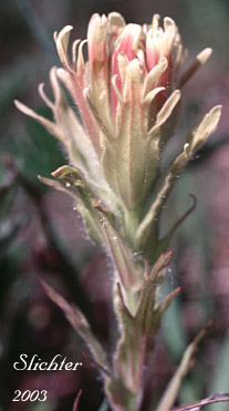 Cusick's Paintbrush, Cusick's Indian Paintbrush: Castilleja cusickii (Synonyms: Castilleja camporum, Castilleja lutea, Castilleja pallida var. camporum, Castilleja pannosa)