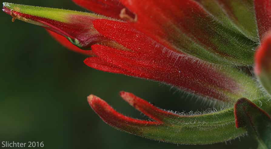 Wenatchee Indian Paintbrush, Elmer's Paintbrush: Castilleja elmeri (Synonym: Castilleja angustifolia var. whitedii)