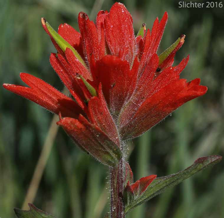 Inflorescence of Wenatchee Indian Paintbrush, Elmer's Paintbrush: Castilleja elmeri (Synonym: Castilleja angustifolia var. whitedii)