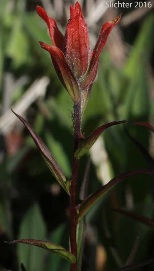Inflorescence and upper stem leaves of Wenatchee Indian Paintbrush, Elmer's Paintbrush: Castilleja elmeri (Synonym: Castilleja angustifolia var. whitedii)