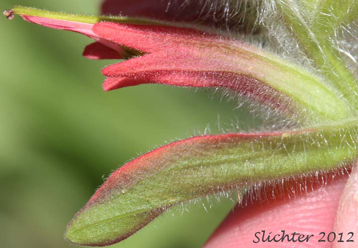 Calyx and bract of Wenatchee Indian Paintbrush, Elmer's Paintbrush: Castilleja elmeri (Synonym: Castilleja angustifolia var. whitedii)