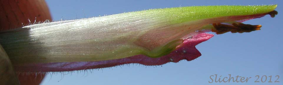 Close-up of the corolla of Wenatchee Indian Paintbrush, Elmer's Paintbrush: Castilleja elmeri (Synonym: Castilleja angustifolia var. whitedii)