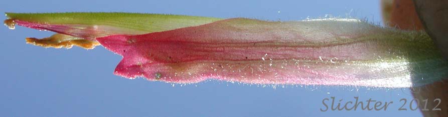 Close-up of the inflorescence of Wenatchee Indian Paintbrush, Elmer's Paintbrush: Castilleja elmeri (Synonym: Castilleja angustifolia var. whitedii)