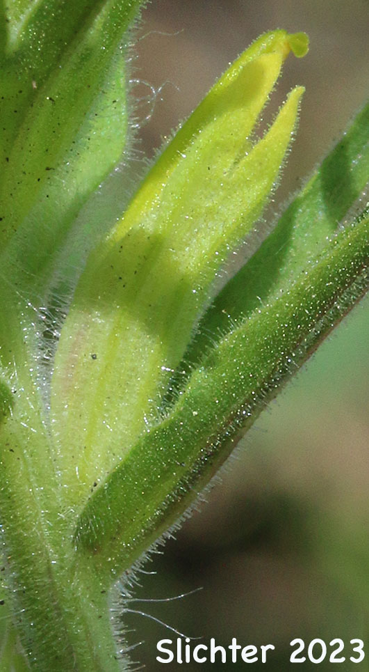 Calyx and corolla of Glandular Paintbrush, Gland Indian Paintbrush, Sticky Paintbrush: Castilleja glandulifera)