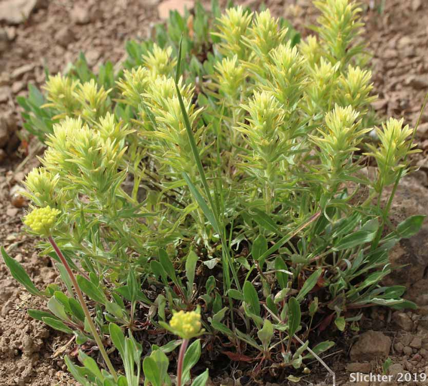 Glandular Paintbrush, Gland Indian Paintbrush, Sticky Paintbrush: Castilleja glandulifera