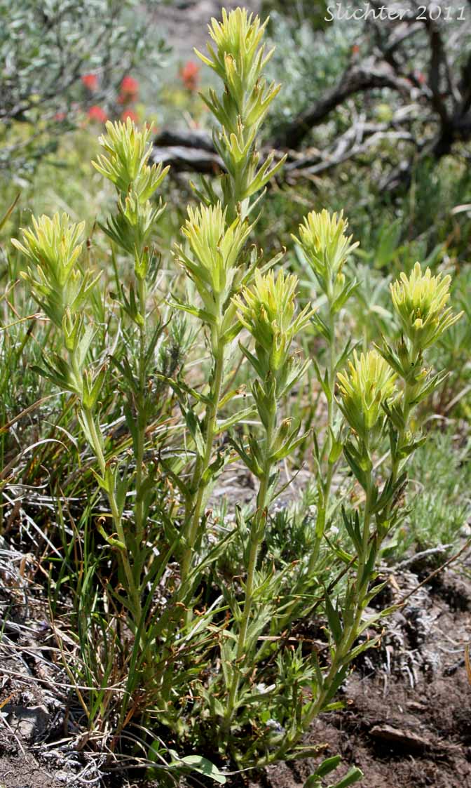 Gland Indian Paintbrush, Sticky Paintbrush: Castilleja glandulifera