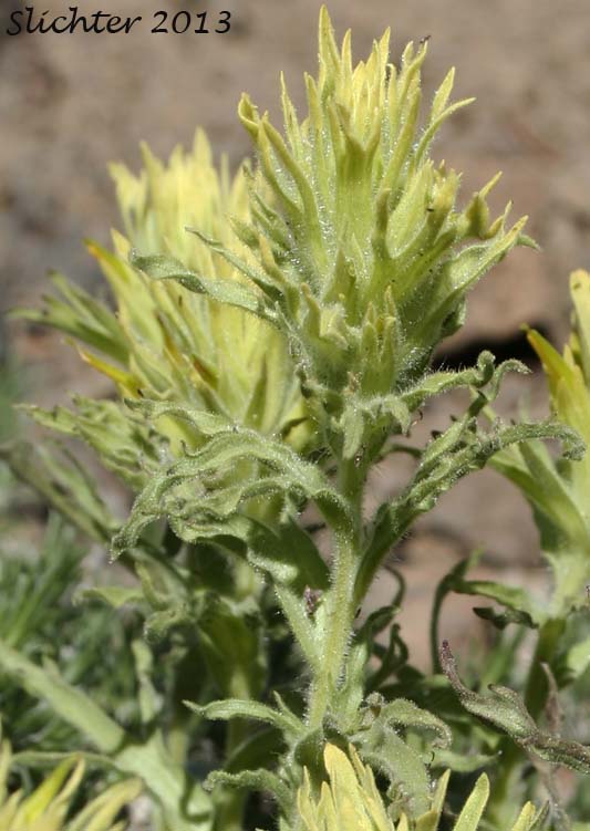 Gland Indian Paintbrush, Sticky Paintbrush: Castilleja glandulifera